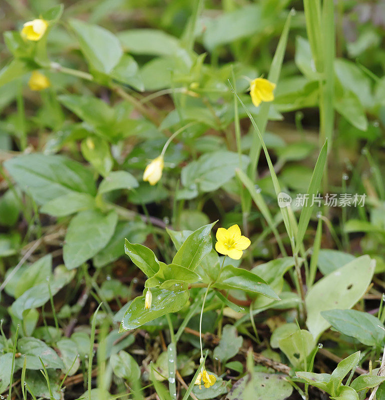 黄花蓼(Lysimachia nemorum)